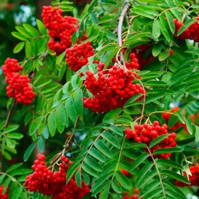 Рябина ПЛАКУЧАЯ сладкоплодная в Самохваловичи