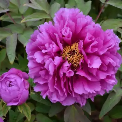 Пион ЛИЛОВАЯ ФАНТАЗИЯ древовидный в Самохваловичи