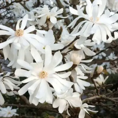 Магнолия РОЯЛ СТАР в Самохваловичи