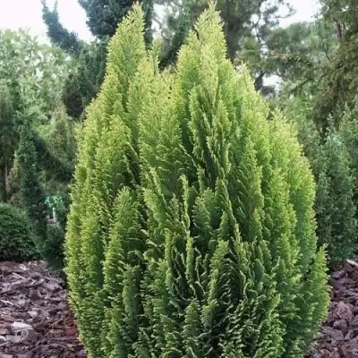 Кипарисовик ЭЛВУДИ ЭМПАЙР лавсона в Самохваловичи