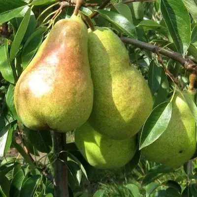 Груша БЕРЕ ЛЮКА в Самохваловичи