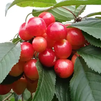 Черешня ГАСТИНЕЦ в Самохваловичи