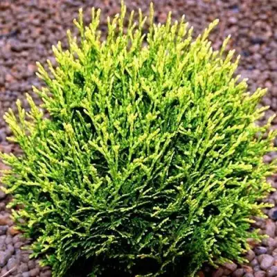 Туя ВОТЕРФИЛД западная в Самохваловичи