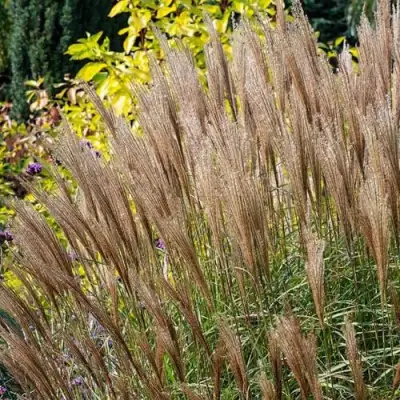 Мискантус КЛЯЙН СИЛЬБЕРСПАЙН китайский  в Самохваловичи