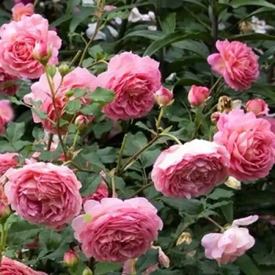 Роза ДЖУБИЛИ СЕЛЕБРЕЙШН английская в Самохваловичи