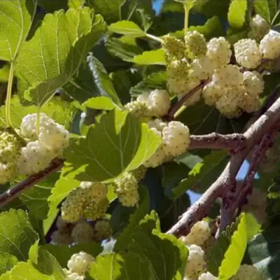 Шелковица БЕЛАЯ АЛЬБА в Самохваловичи