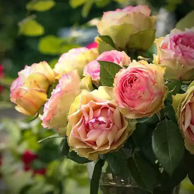 Роза ПИТАХАЙЯ чайно-гибридная в Самохваловичи