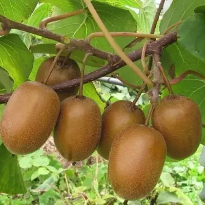 Актинидия ХЕЙВАРД киви в Самохваловичи