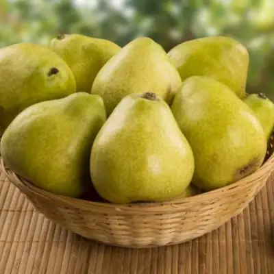 Груша ВИЛИЯ в Самохваловичи