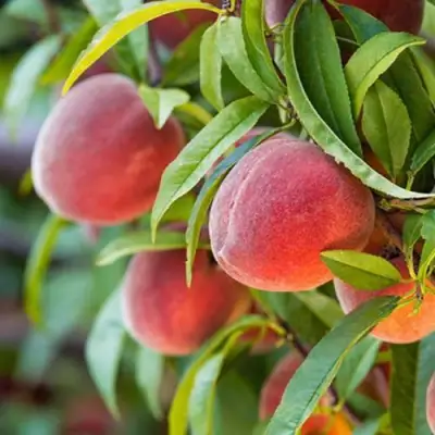 Персик РЕД ХЕВЕН в Самохваловичи