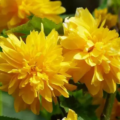 Керрия японская АУРЕОВАРИЕГАТТА в Самохваловичи