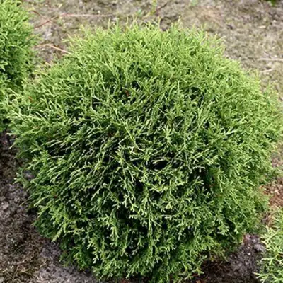 Туя ТИНИ ТИМ западная в Самохваловичи