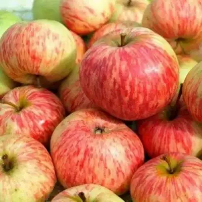 Яблоня РАНЕТКА (КОРОБОВКА) в Самохваловичи