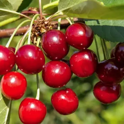 Вишня ЛЮБСКАЯ в Самохваловичи