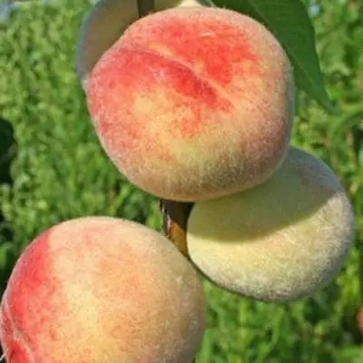 Персик ДОНЕЦКИЙ БЕЛЫЙ в Самохваловичи