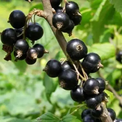 Смородина черная ВОЛОГДА в Самохваловичи