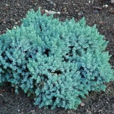 Можжевельник БЛЮ СТАР чешуйчатый в Самохваловичи