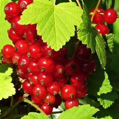 Смородина красная ГАЗЕЛЬ в Самохваловичи