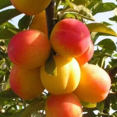 Слива ВЕТРАЗЬ-2 в Самохваловичи