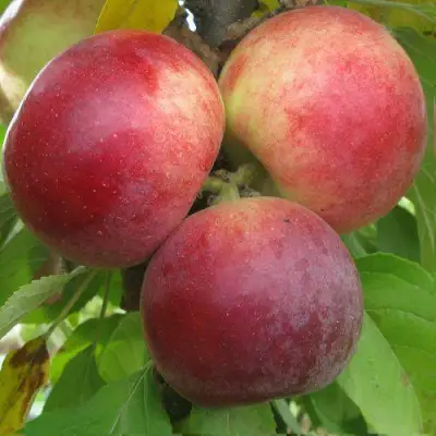 Яблоня БАЛЕРИНА ФЛАМЕНКО колонновидная  в Самохваловичи