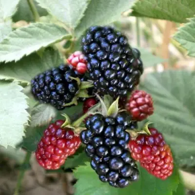 Ежевика ОРКАН бесшипная  в Самохваловичи