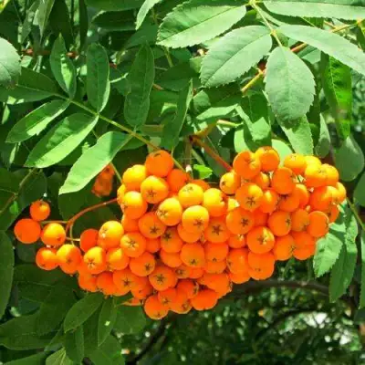 Рябина ДИРКЕНИ ЖЁЛТАЯ  сладкоплодная в Самохваловичи