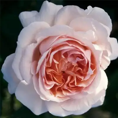 Роза АНДРЕ ЛЕ НОТР чайно-гибридная в Самохваловичи