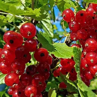 Смородина красная НЕНАГЛЯДНАЯ в Самохваловичи