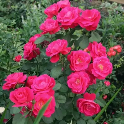 Роза ДЖОРДЖ ВАНКУВЕР флорибунда в Самохваловичи