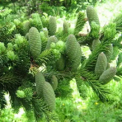 Пихта белая в Самохваловичи