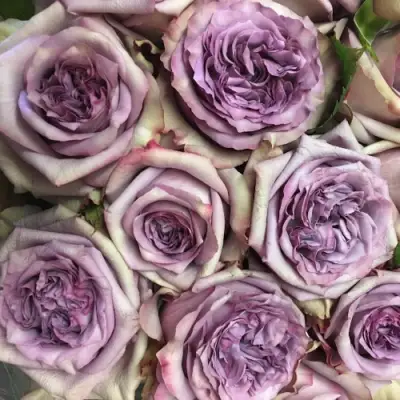 Роза ДОЛЬЧЕТТО чайно-гибридная в Самохваловичи