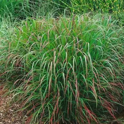 Просо РЕБРАУН прутьевидное в Самохваловичи