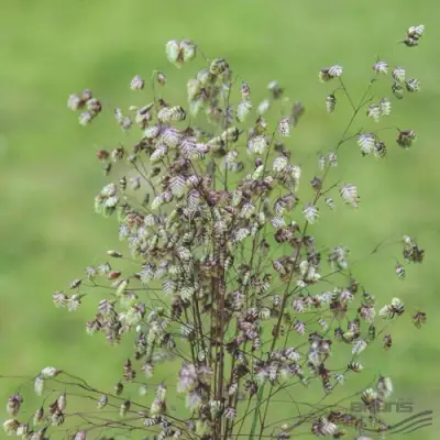Трясунка средняя в Самохваловичи