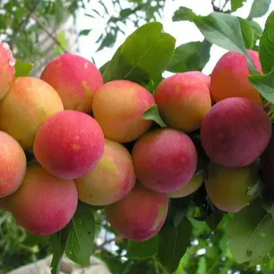 Слива СКОРОПЛОДНАЯ в Самохваловичи