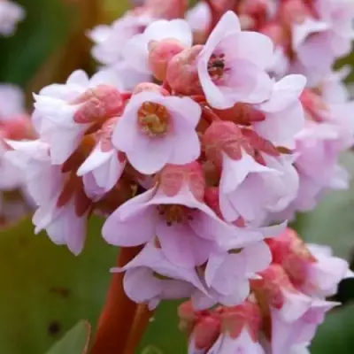 Бадан БЭБИ ДОЛЛ в Самохваловичи