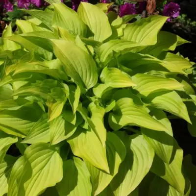 Хоста ХИДОН САНСЕТ в Самохваловичи