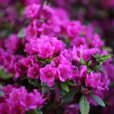 Азалия ГЕЙША ПЕРПЛ японская в Самохваловичи