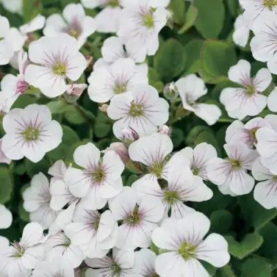 Гипсофила ПИКСИ СПЛЕШ в Самохваловичи