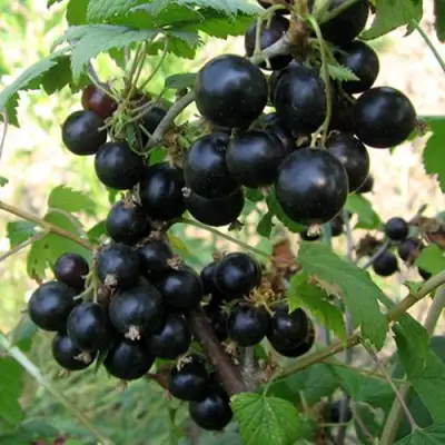 Смородина чёрная ШАРОВИДНАЯ в Самохваловичи