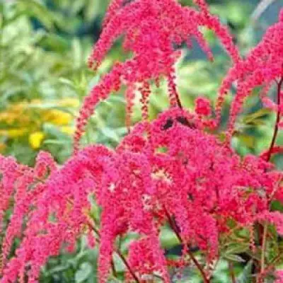 Астильба РЕД ЧАРМ Арендса в Самохваловичи