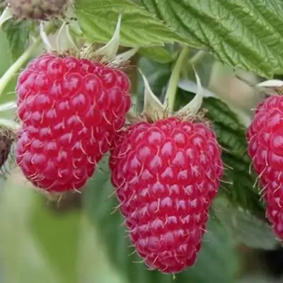 Малина ТУЛАМИН в Самохваловичи