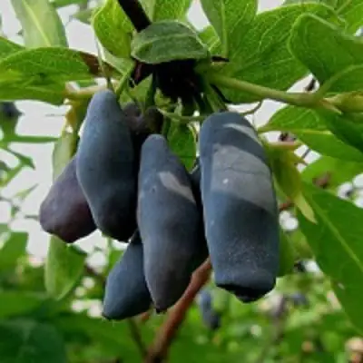 Жимолость съедобная ЧУЛЫМСКАЯ в Самохваловичи