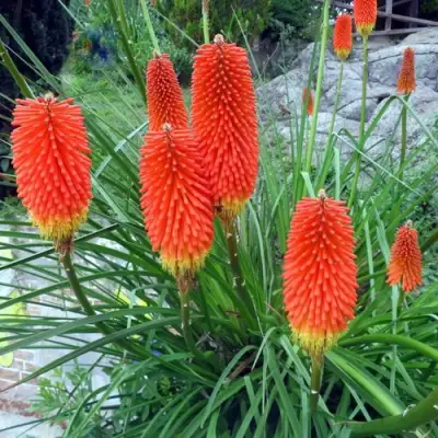 Книфофия БЕНГАЛ ФАЕР гибридная в Самохваловичи