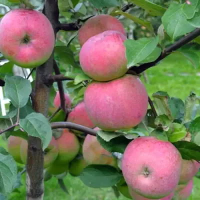 Яблоня БРЯНСКОЕ РОЗОВОЕ в Самохваловичи