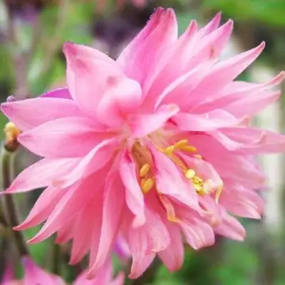 Аквилегия БАРЛОУ ПИНК гибрид МакКаны в Самохваловичи