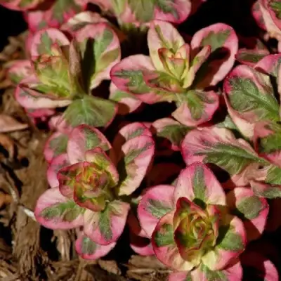 Вербейник АЛЕКСАНДР точечный в Самохваловичи