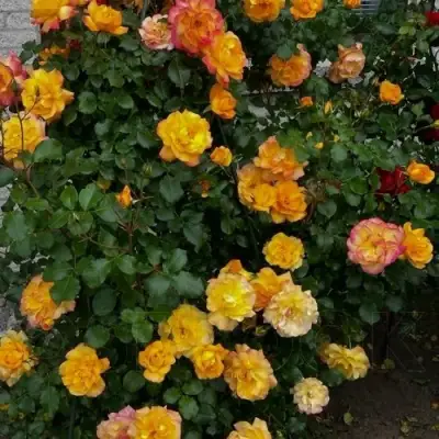 Роза САХАРА плетистая в Самохваловичи