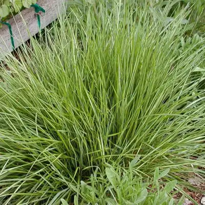 Вейник АВАЛАНШ остроцветковый в Самохваловичи