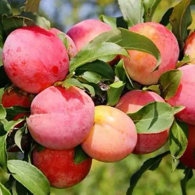 Слива ФАВОРИТЕ ДЕ СУЛТАНО в Самохваловичи