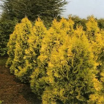 Туя ЕВРОПА ГОЛД западная в Самохваловичи